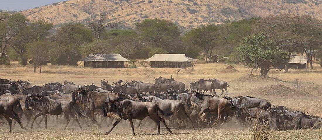 Which Camps Are Best for Migration Safari