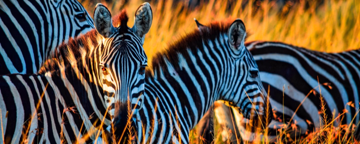 Can Children Go on Kenya Safaris