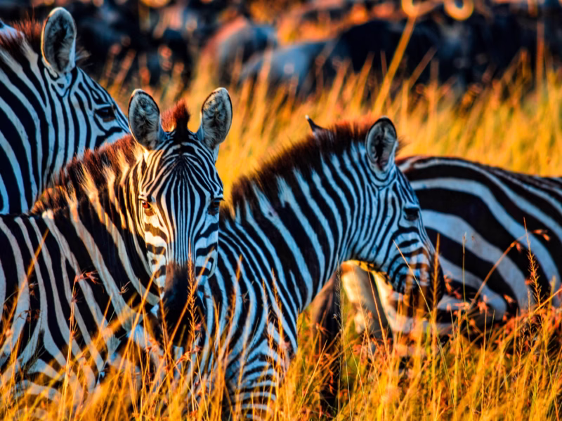 Can Children Go on Kenya Safaris