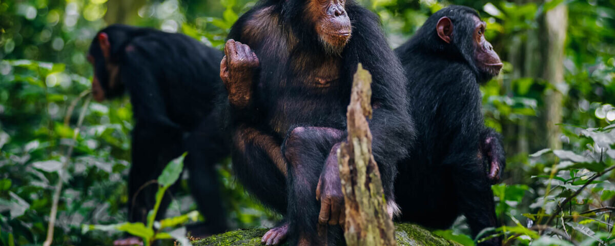 Can I Combine Gorilla Trekking and Chimpanzee Tracking