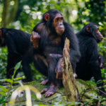 Can I Combine Gorilla Trekking and Chimpanzee Tracking
