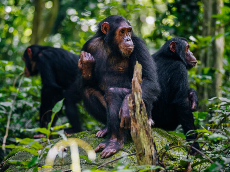 Can I Combine Gorilla Trekking and Chimpanzee Tracking