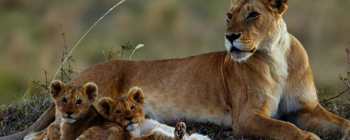 Can I Combine Rwanda with Kenya or Tanzania Safaris