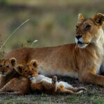 Can I Combine Rwanda with Kenya or Tanzania Safaris