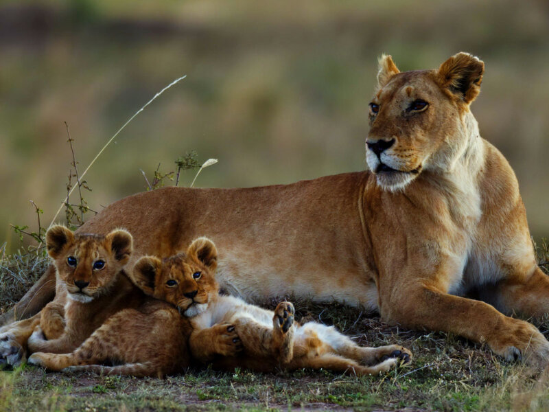 Can I Combine Rwanda with Kenya or Tanzania Safaris