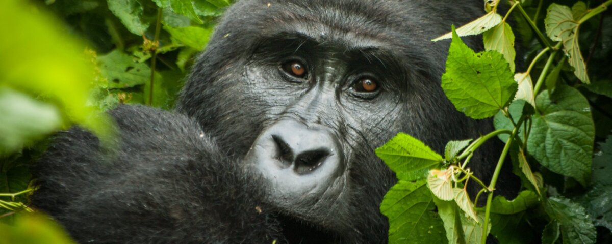 Can I book last minute Rwanda safaris