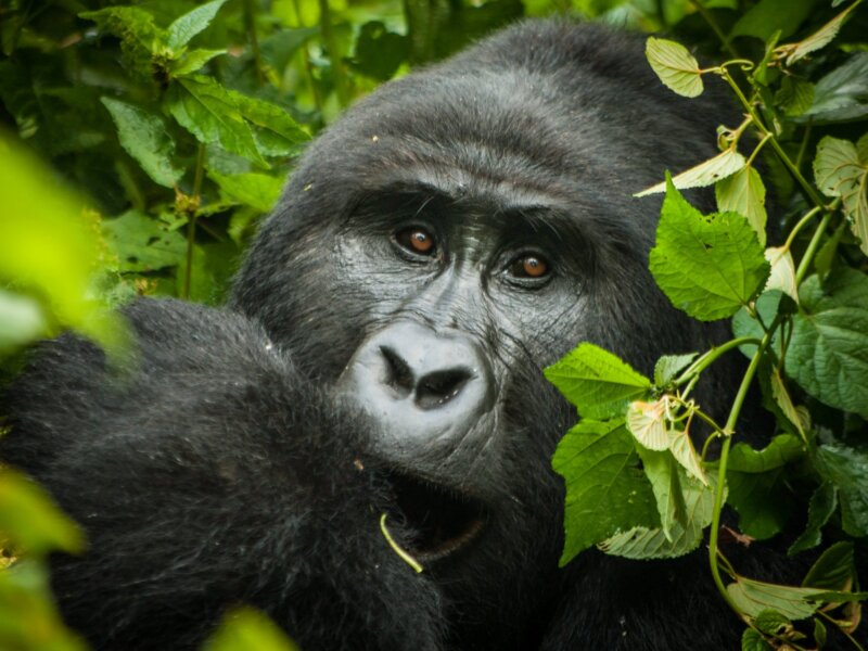 Can I book last minute Rwanda safaris