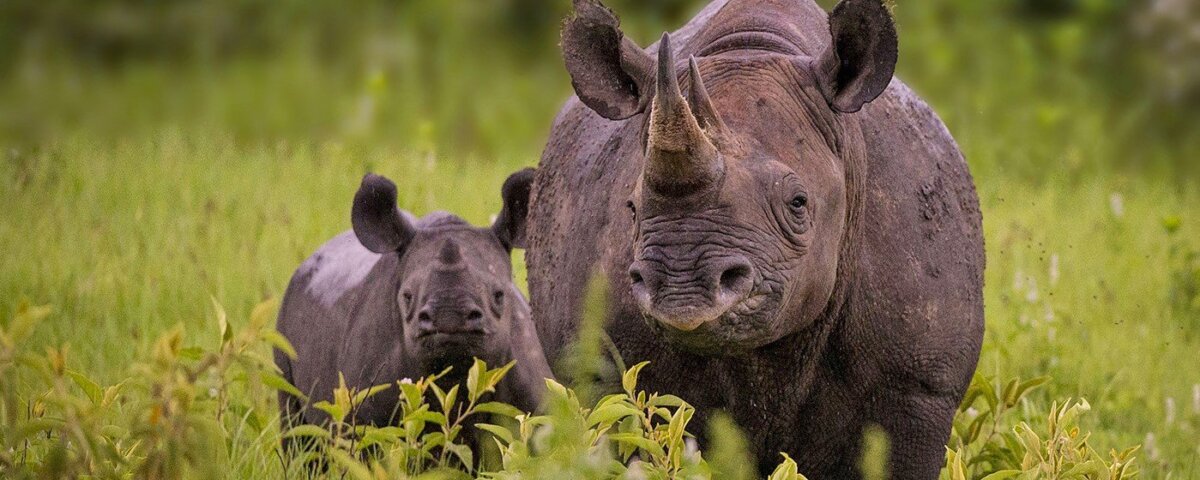 Can I see Rhinos in Rwanda