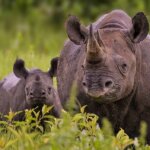 Can I see Rhinos in Rwanda