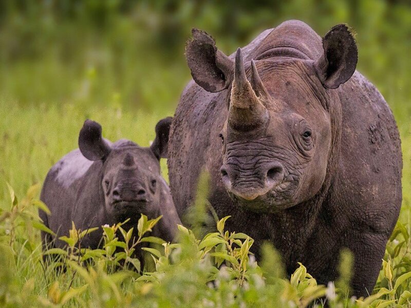 Can I see Rhinos in Rwanda