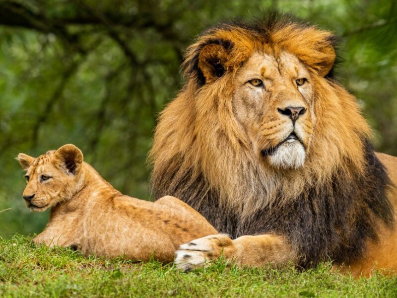 Can I see lions in Rwanda