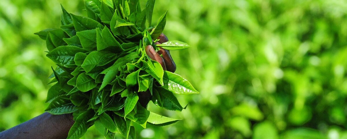 Can I visit tea plantations in Rwanda