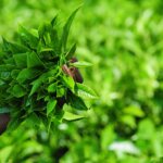 Can I visit tea plantations in Rwanda