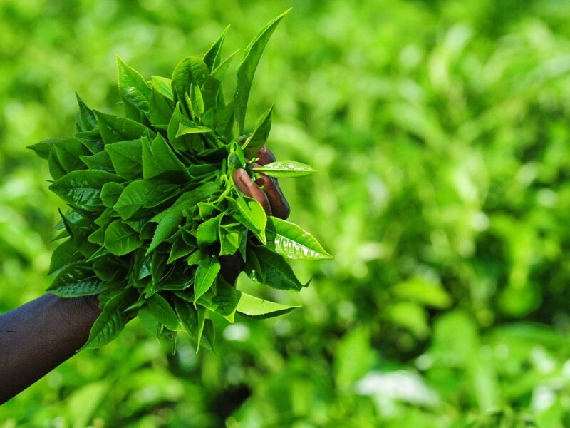 Can I visit tea plantations in Rwanda