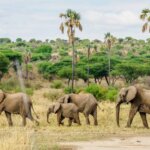 Can You Combine Kenya and Tanzania Safari