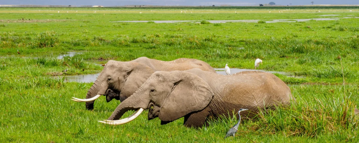 Can You Do Safari From Mombasa