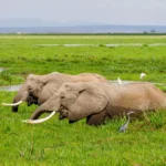 Can You Do Safari From Mombasa