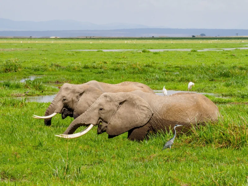 Can You Do Safari From Mombasa