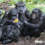 Can You See Chimpanzees in Kenya