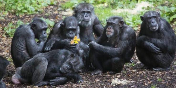 Can You See Chimpanzees in Kenya