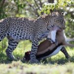 Can You See Leopards in Masai Mara?