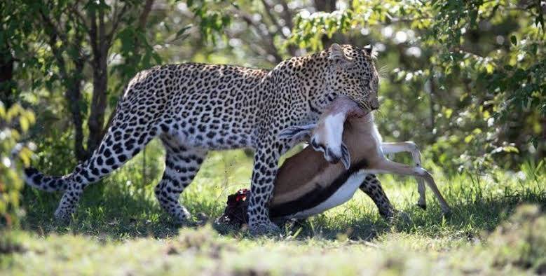 Can You See Leopards in Masai Mara?