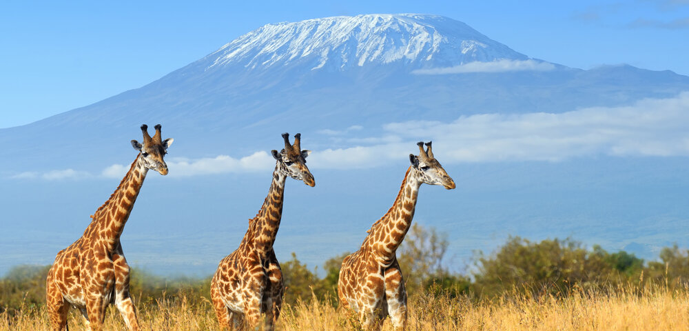 Can You See Mount Kilimanjaro from Amboseli?