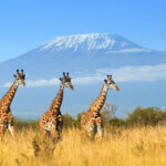 Can You See Mount Kilimanjaro from Amboseli?