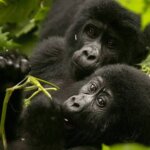 Can you combine gorilla trekking with Kenya safari?