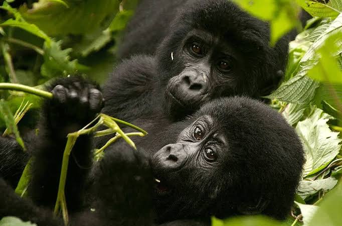 Can you combine gorilla trekking with Kenya safari?