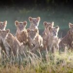 Can you see baby animals in Kenya safaris?