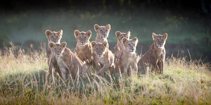 Can you see baby animals in Kenya safaris?