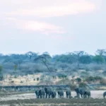 Can Students Afford Tanzania Safari