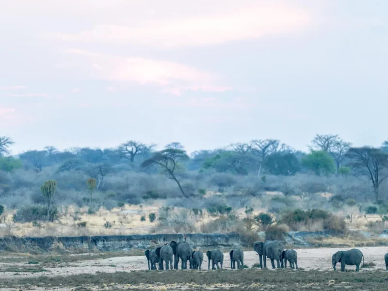 Can Students Afford Tanzania Safari
