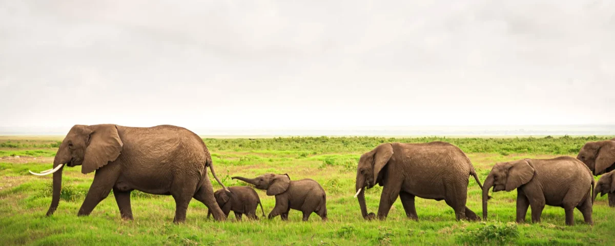 Do I Need a Visa for Kenya Safari