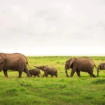 Do I Need a Visa for Kenya Safari