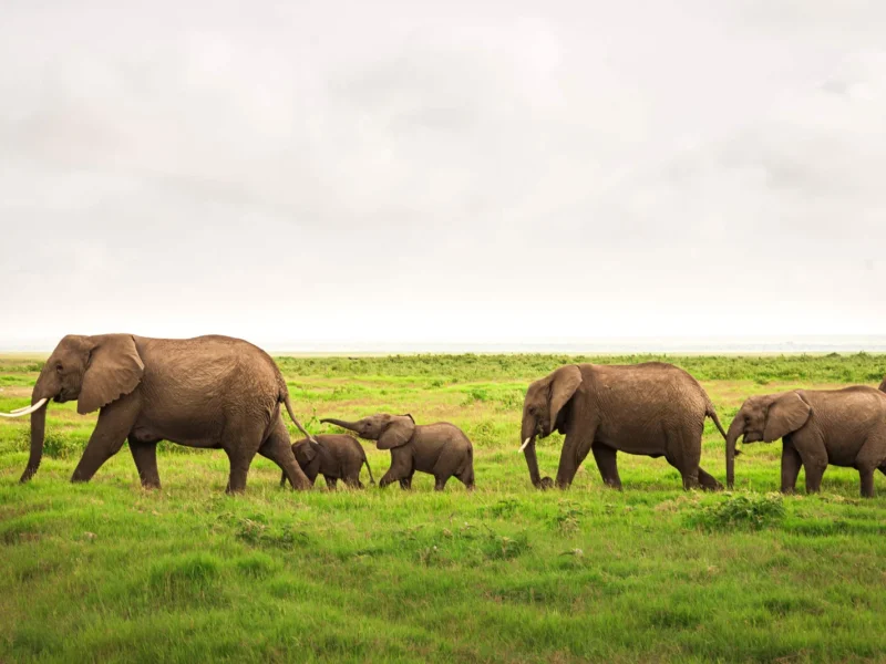 Do I Need a Visa for Kenya Safari