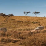 What Is the Best Private Luxury Safari in Tanzania