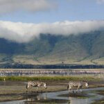 What Animals Can I See in Ngorongoro