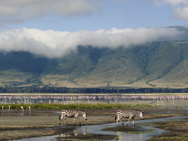 What Animals Can I See in Ngorongoro