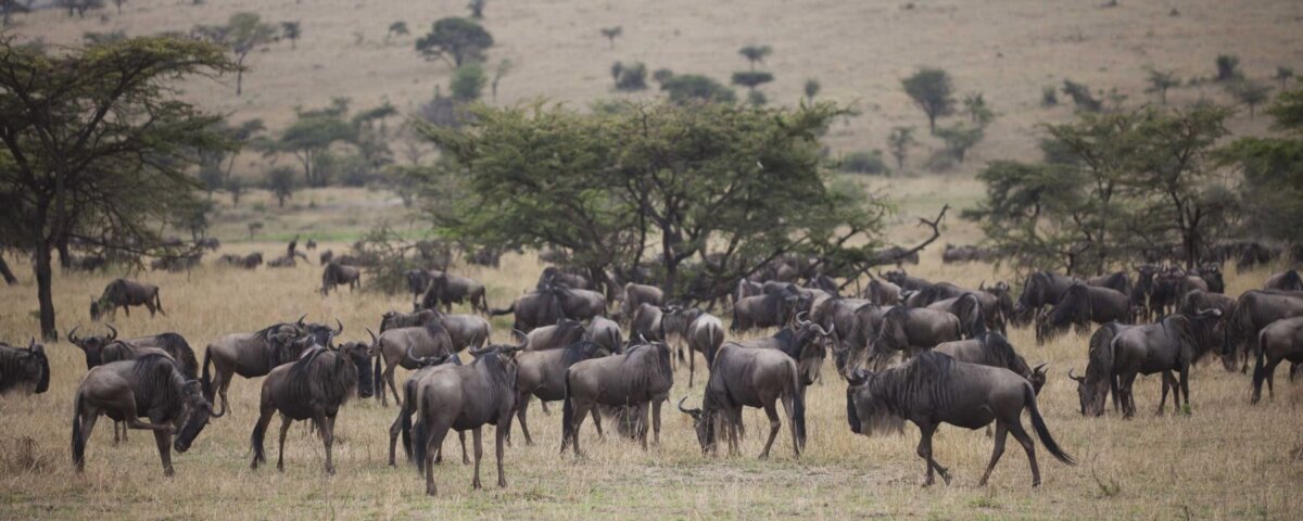 What Are the Best Game Drives in Serengeti