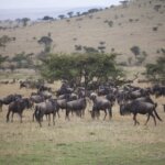 What Are the Best Game Drives in Serengeti