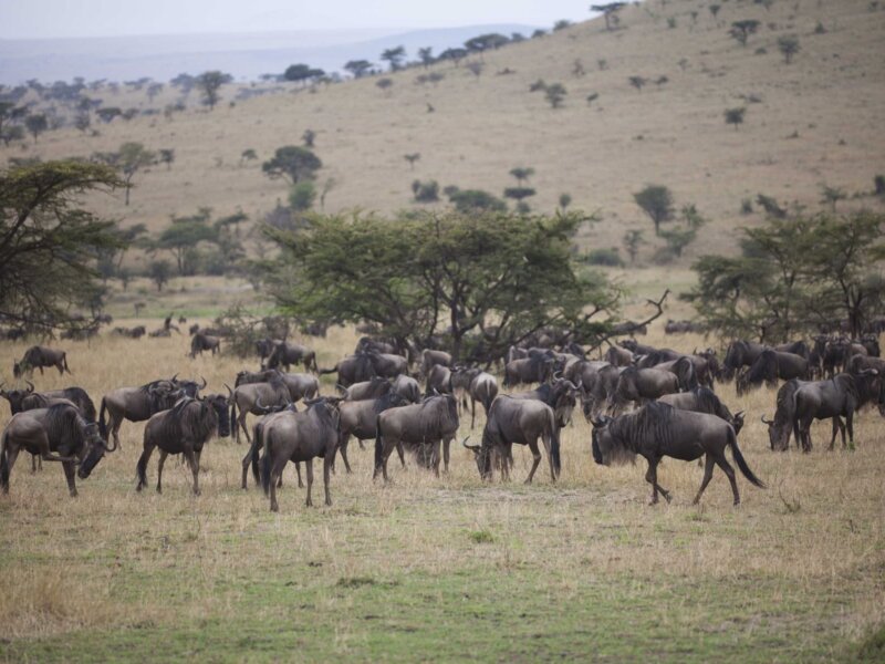 What Are the Best Game Drives in Serengeti