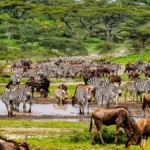 What Animals Migrate in Serengeti