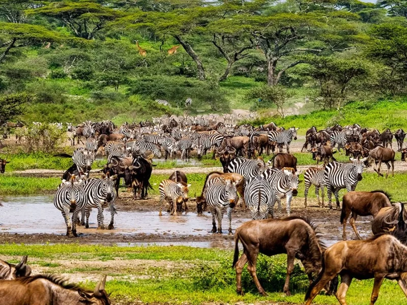 What Animals Migrate in Serengeti