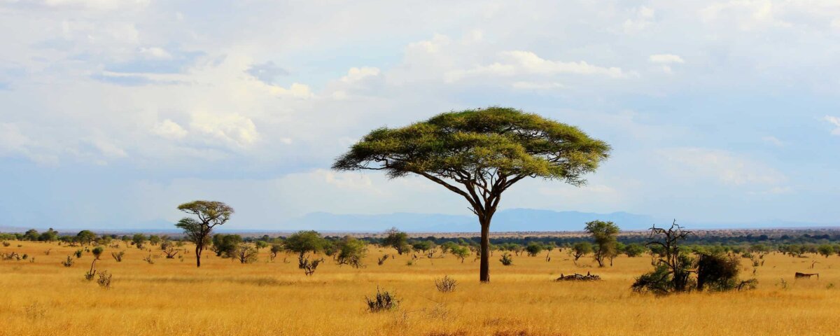 How Big Is Tsavo National Park