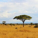 How Big Is Tsavo National Park