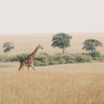 How Can I Save Money on a Kenya Safari