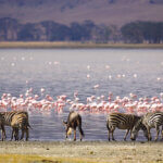How Many Days Do You Need in Lake Nakuru