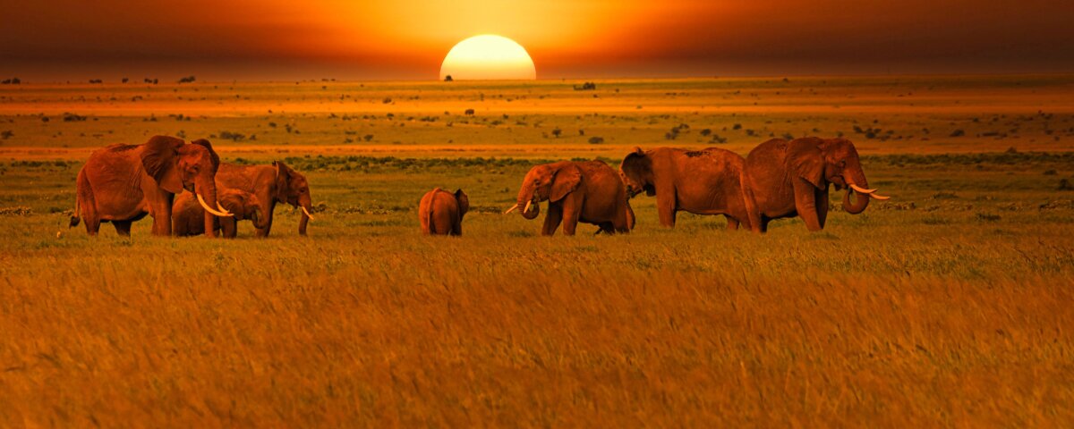 How Much Does a Mombasa Safari Cost